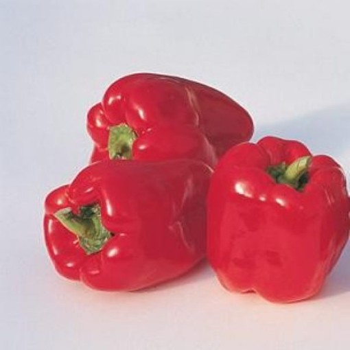 Ace Peppers SP2-20