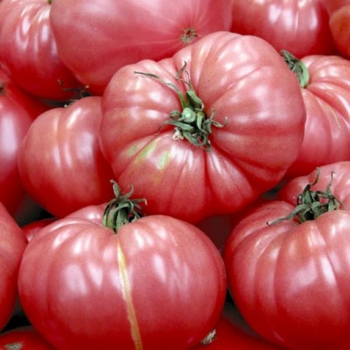 Caspian Pink Tomato TM31-20
