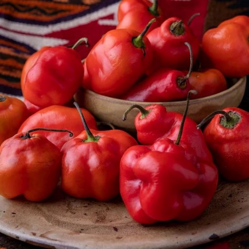 Rocoto Red Peppers HP201-10