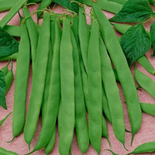 Romano Pole Beans BN68-50
