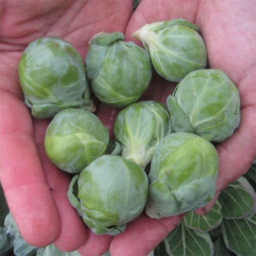 Hestia Brussels Sprouts BS8-50