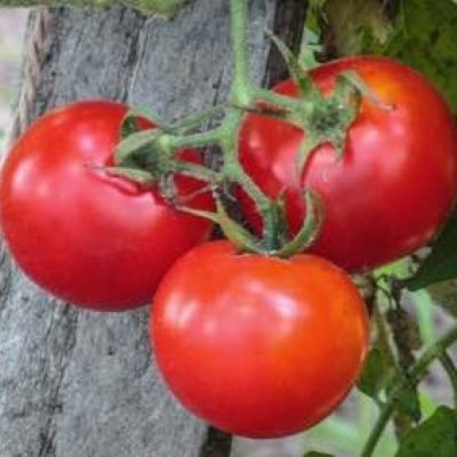 Heinz 1439 Tomato TM60-10