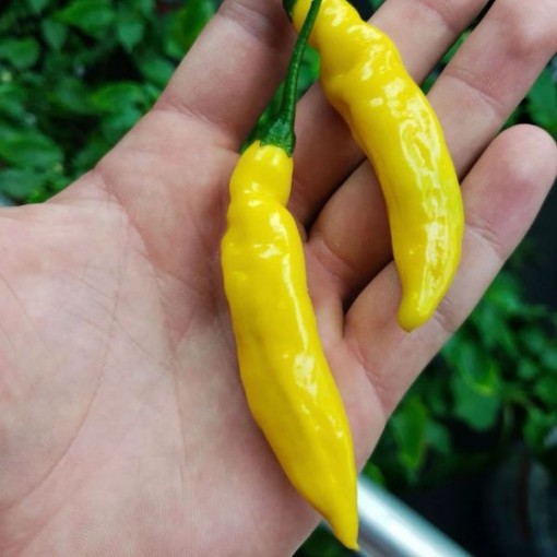Aji Limon Peppers HP1508-10