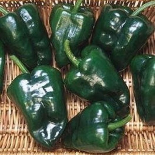 Ancho 101 Peppers HP1130-20