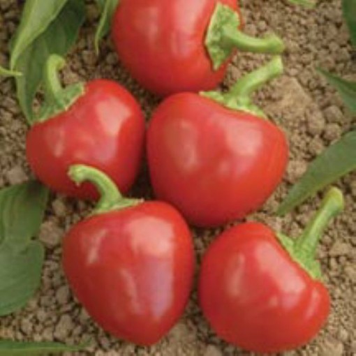 Big Bomb Peppers HP1994-10