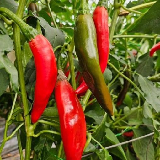 Chilaca Pepper Seeds HP346-10