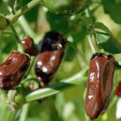 Habanero Chocolate Peppers (Strain 1) HP1857-10