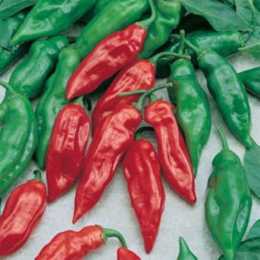 Habanero Mayan Red Peppers HP2039-10