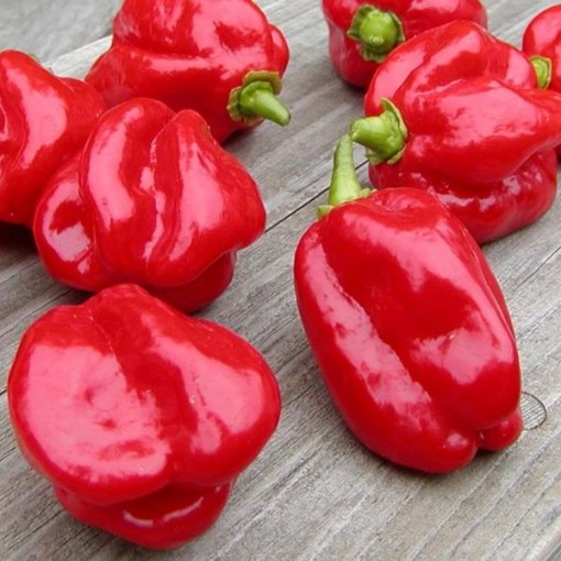 Habanero Red Peppers (Strain 4) HP1809-10