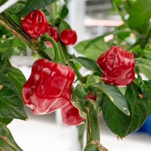 Caribbean Red Peppers HP39-20