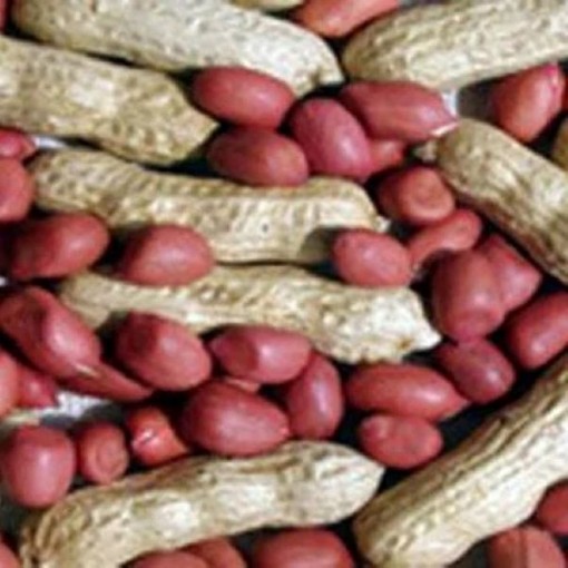 Tennessee Red Valencia Peanuts PN4-20