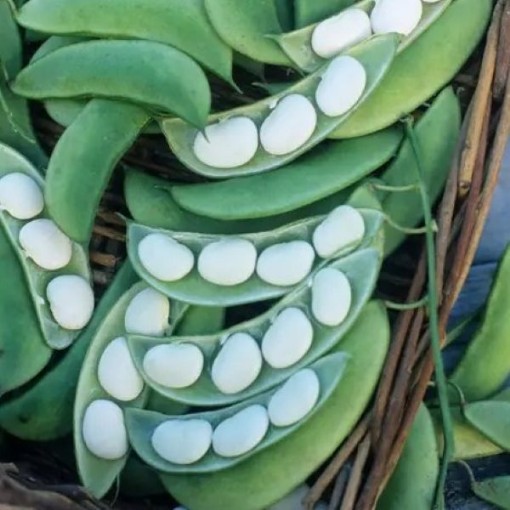 Burpee Improved Bush Lima Beans BN51-25