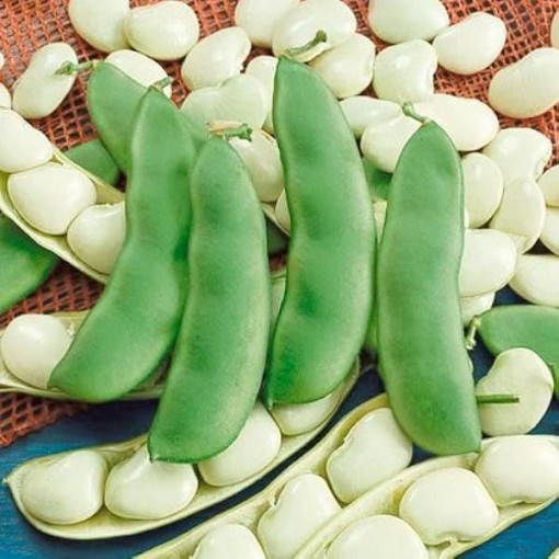 Eastland Lima Beans BN64-50