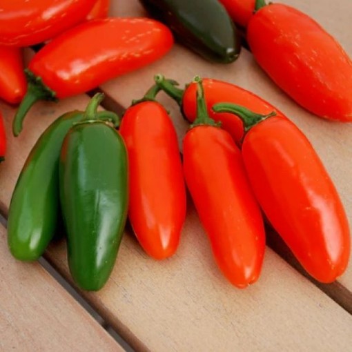 NuMex Orange Spice Jalapeno Peppers HP2426-20
