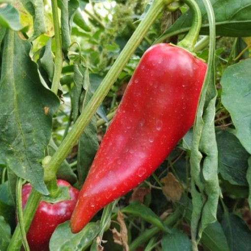 Mosco Peppers HP2227-10