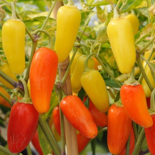 Numex Pinata Peppers HP312-10