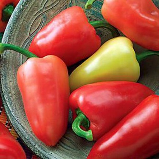 Mariachi Peppers HP1856-10