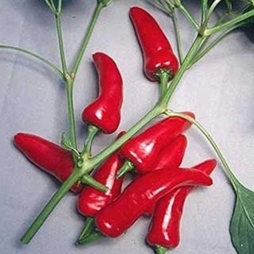 NuMex Mirasol Peppers HP1306-10