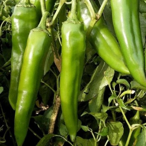 NuMex Sandia Select Peppers HP169-20