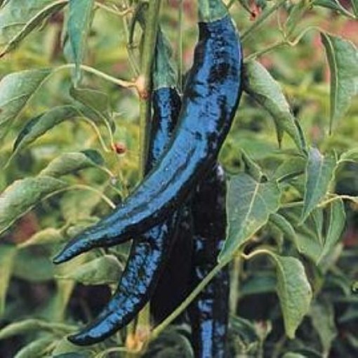 Pasilla Peppers HP1814-20