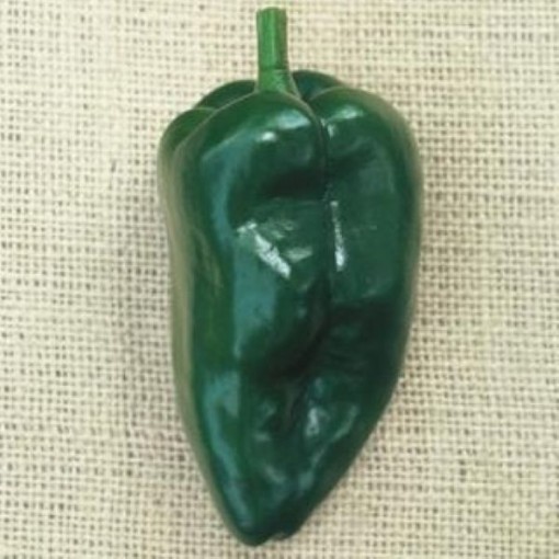 Poblano Peppers HP1563-20