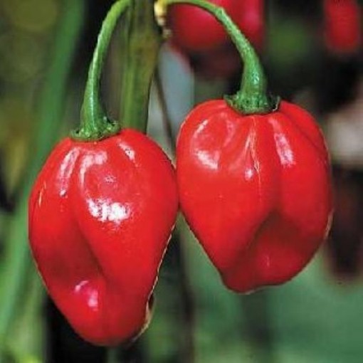 Jamaican Red Peppers (Strain 1) HP618-10