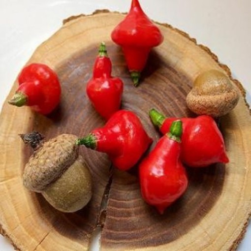 Spinning Red Top Peppers HP2026-20