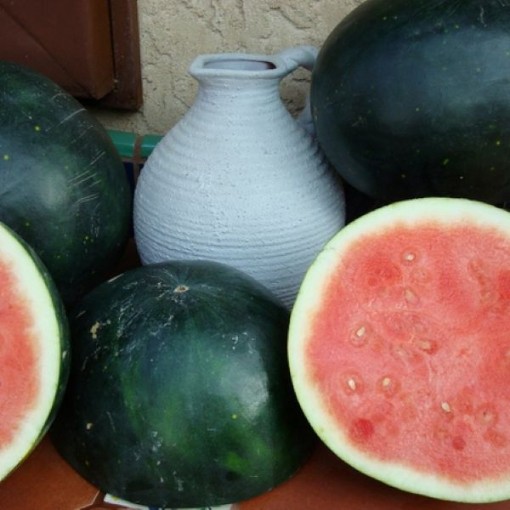 Harvest Moon Watermelons WM74-5