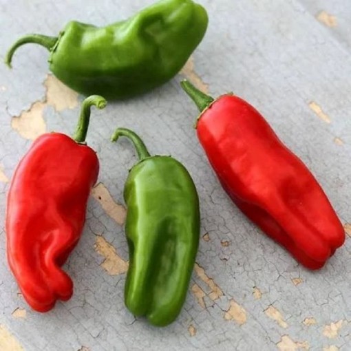 Pimiento de Padron Peppers HP1157-20