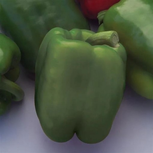 Better Belle IV Sweet Peppers SP326-10