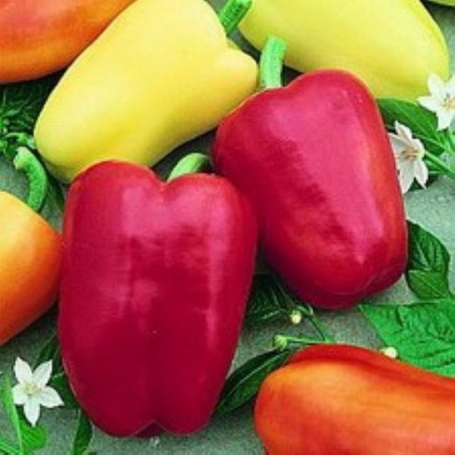 Chablis Peppers SP349-10