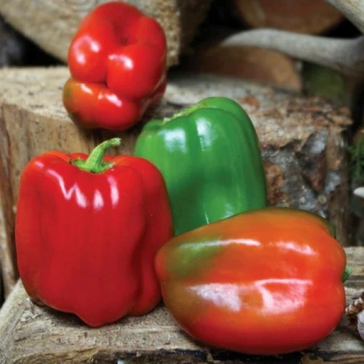 Wonder Bell Peppers SP160-10