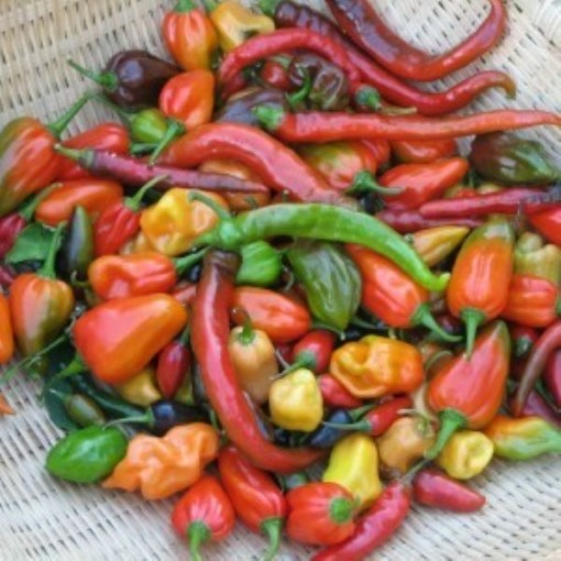 Hot and Happy Mix Peppers HP2560-20