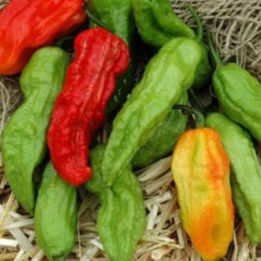 Bhut Jolokia Mix Pepper Seeds HP2561-10