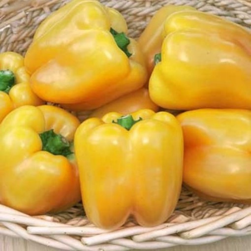 Gold Summer Peppers SP405-10