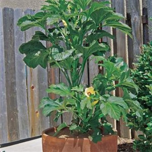 Baby Bubba Okra OK32-10