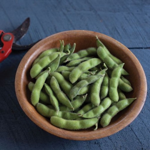 Chiba Green Soybeans BN17-50