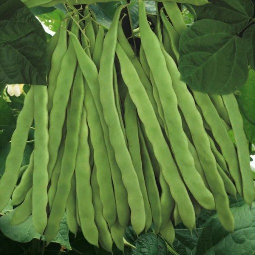 Qing Bian Romano Beans BN18-50