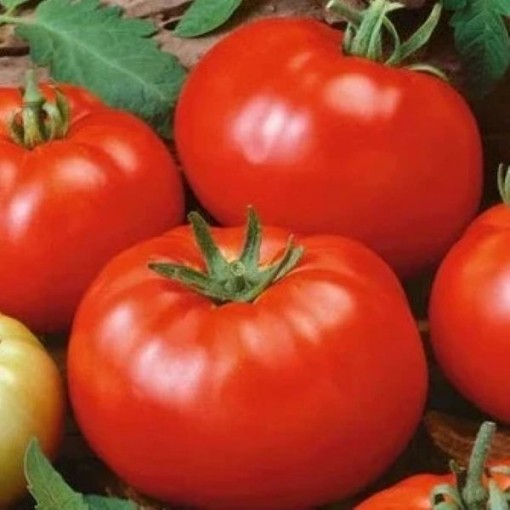 Basket Vee Tomato TM350-10