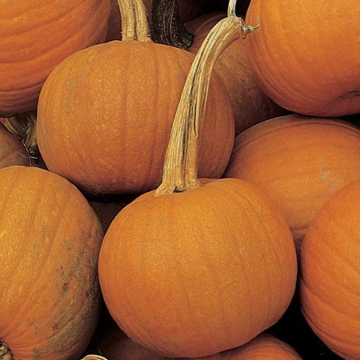 Early Sweet Sugar Pie Pumpkins PM70-10