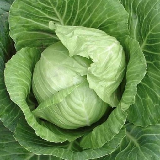 Copenhagen Market Cabbage CB2-100