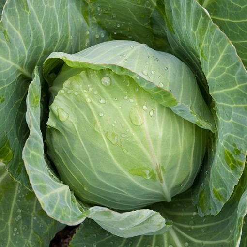 Golden Acre Cabbage CB3-100