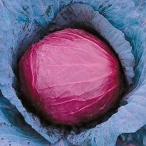Mammoth Red Rock Cabbage CB4-100