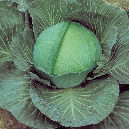 OS Cross Cabbage CB6-100