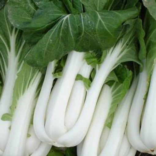 Pac Choi Chinese Cabbage CB7-100