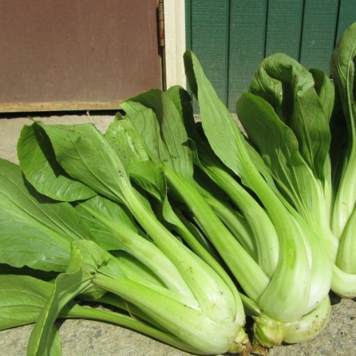 Ching Chiang Chinese Cabbage CB10-100