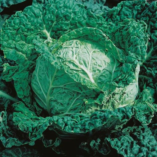 Savoy King Cabbage CB11-100