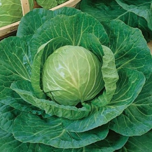 Premium Late Flat Dutch Cabbage CB12-100