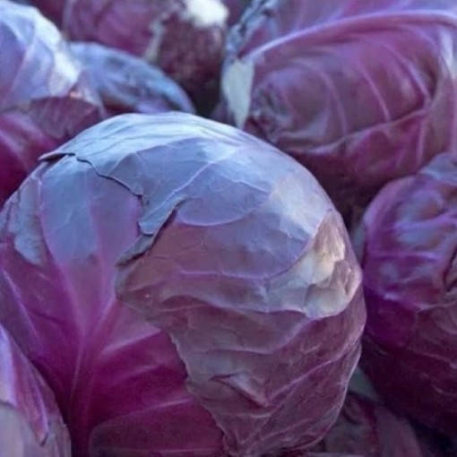 Red Acre Cabbage CB13-100