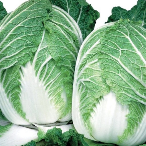 China Express Chinese Cabbage CB16-100